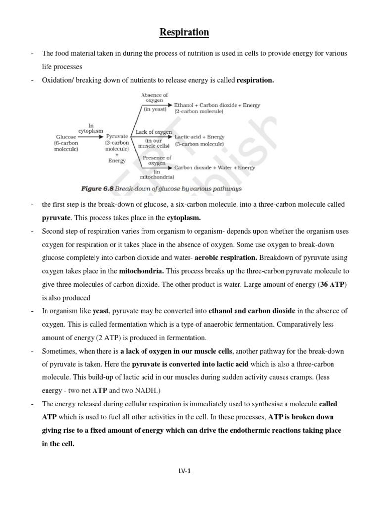 L Life Processes Respiration Notes and Questions For Note Book Work