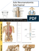 Médula Espinal