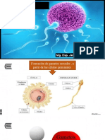 Gametogenesis Semana 2