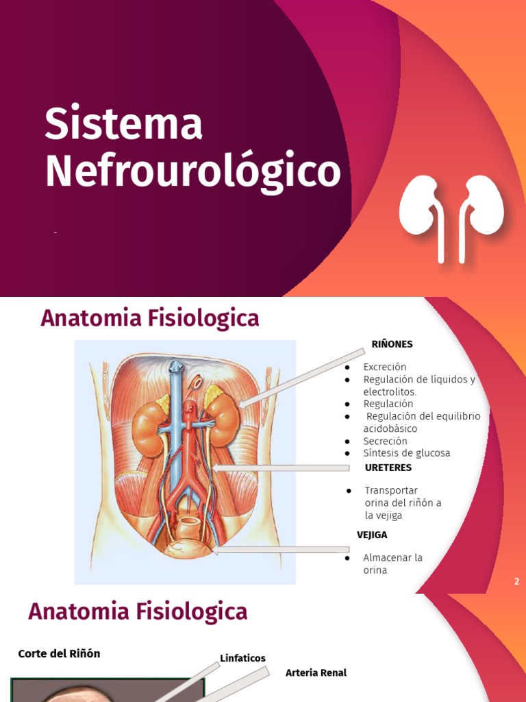 Anatomía del Sistema Nefrourológico | PDF | Riñón | Vejiga urinaria