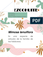 Mimosa Tenuiflora (Tepezcohuite)