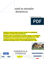 Pubertad en Animales Domésticos