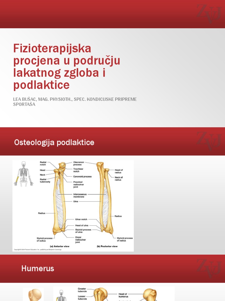 4. FT PROCJENA- Lakat i Podlaktica | PDF
