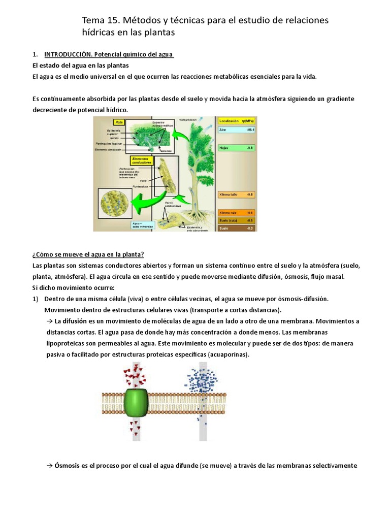 Métodos para Estudiar Relaciones Hídricas | PDF | Agua | Ósmosis