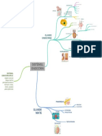 Harta Mentalasistemul Endocrin