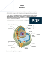 PRACTICA Plastidios