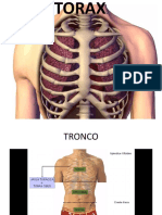 Caja Toraxica