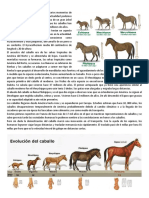 La Evolución de Los Caballos