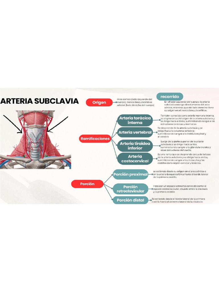 Arteria Subclavia | PDF