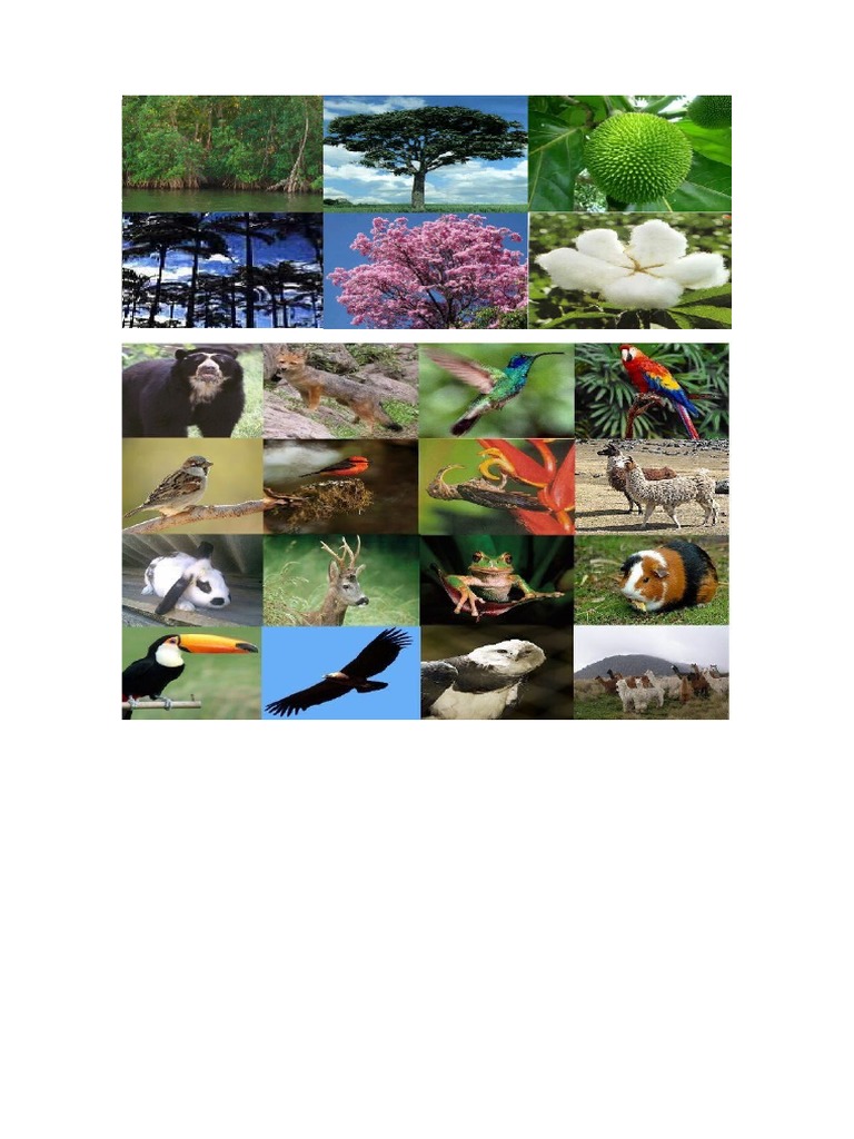 flora-y-fauna-de-la-costa-pdf
