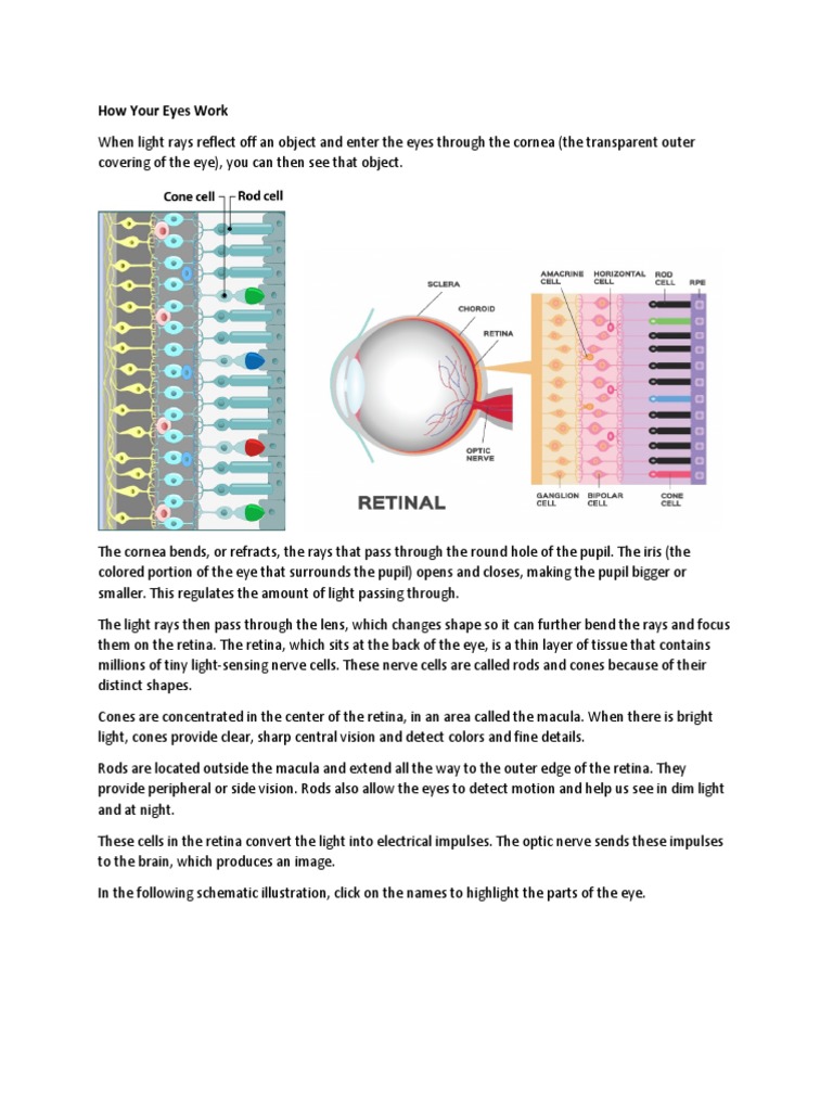 How Your Eyes Work PDF