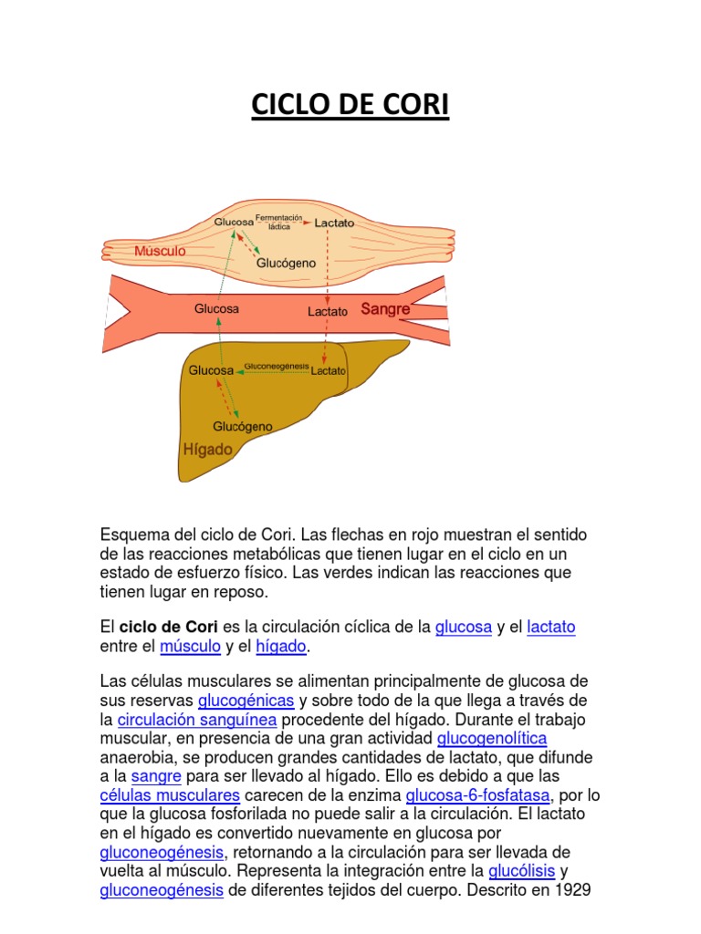 CICLO DE CORI Ácido láctico Glucólisis Prueba