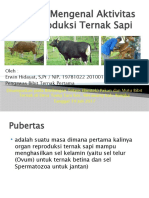 Mengenal Aktivitas Reproduksi Ternak Sapi