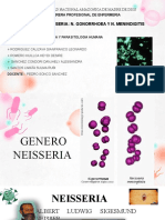 Genero Neisseria-N.gonorrheae y N. Mendigitis-Grupo 6