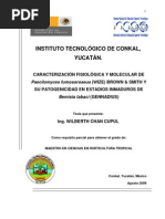 Download Wilberth Cupul 2009 Tesis Maestria by Wild Bird SN65011715 doc pdf