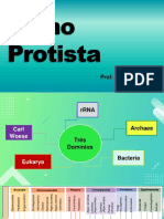 Reino Protista (Protozoário)