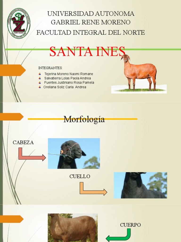 RAZA OVINA SANTA INES presentacion | PDF