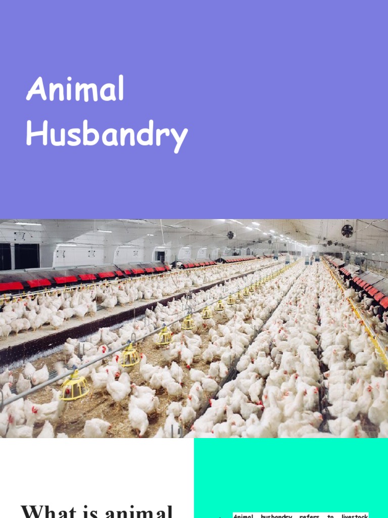 Animal intelligence overview