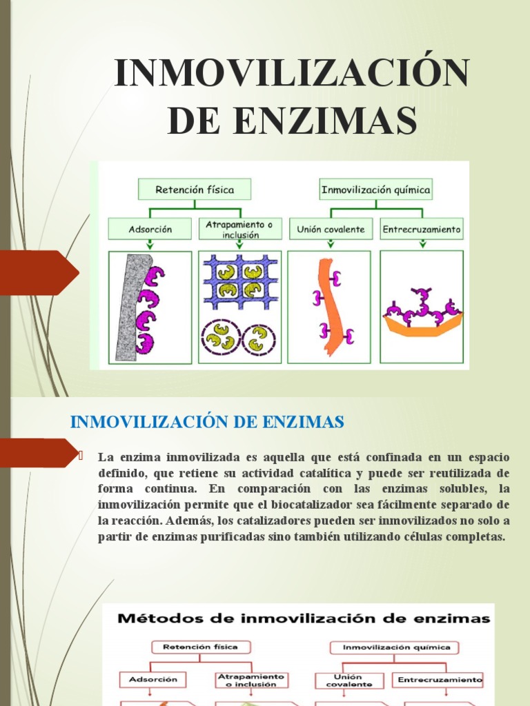 Inmovilización Enz PDF Enzima Catálisis