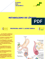 Lipoólisis, Beta Ox, Cuerpos Cetónicos y Lipogénesis