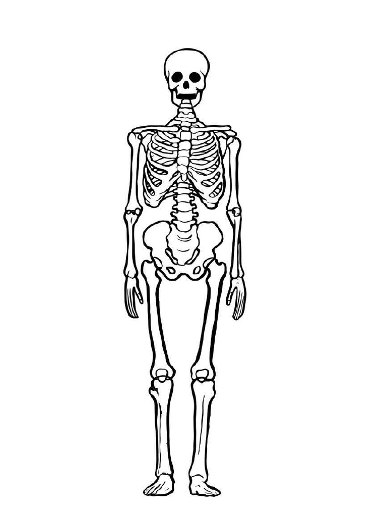 Skeleton | PDF