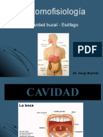 Anatomofisiologia Cavidad Bucal Esofago DR Jorge Barreto