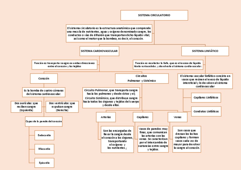 Mapa Conceptual Del Sistema Circulatorio Pdf Sistema Circulatorio