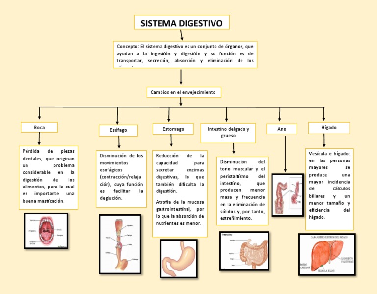 Mapa Conceptual Del Sistema Digestivo Pdf Digestión Sistema