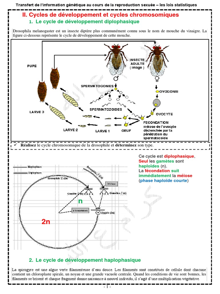 cycles-de-d-veloppement-et-chromosomiques-pdf-sciences-et-math-matiques