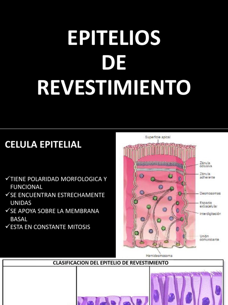 Clasificación del Epitelio de Revestimiento | PDF | Epitelio | Técnicas ...