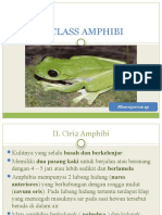 II. Amphibi