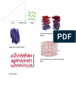 Schematic of ordering in chiral liquid crystal phases