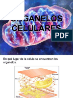 1M Organeloscelulares