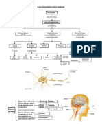 Bases Neurologicas de La Conducta