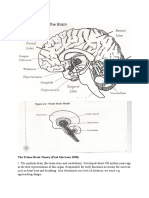 Human Brain Exam