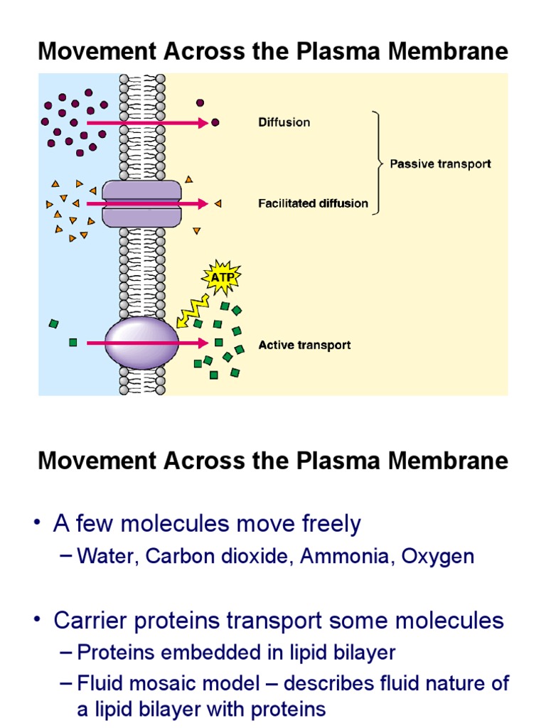 Transport Mechanisms Across Membrane | PDF