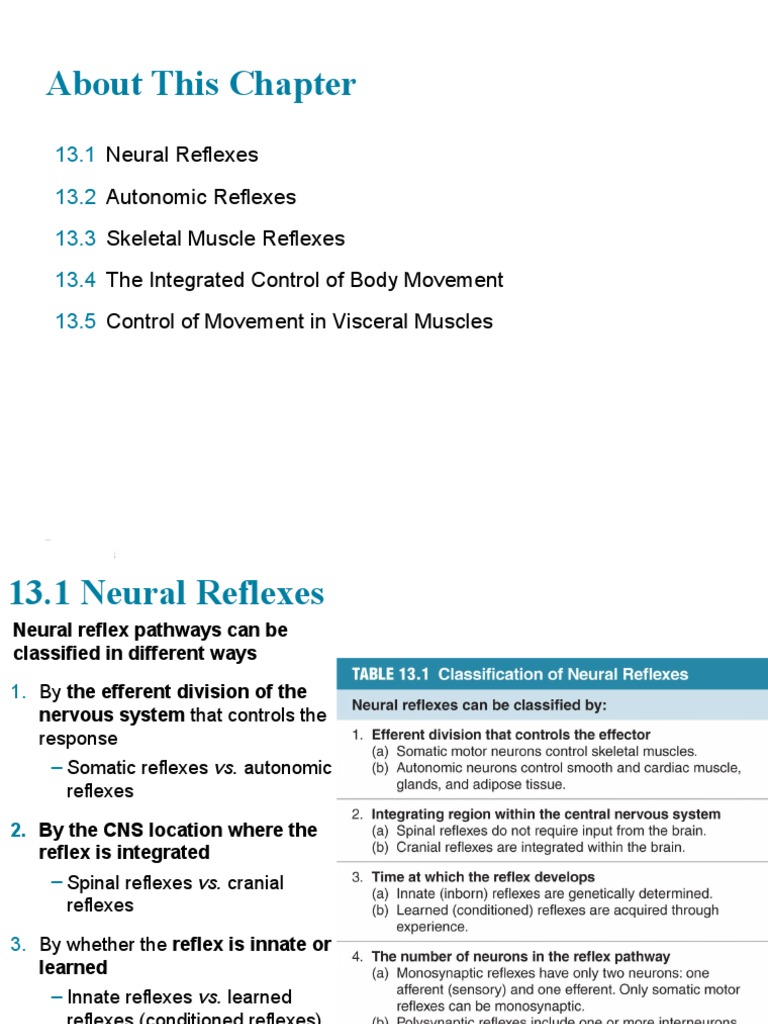13 Motor Control and Reflexes Edit NOques | PDF | Motor Neuron ...