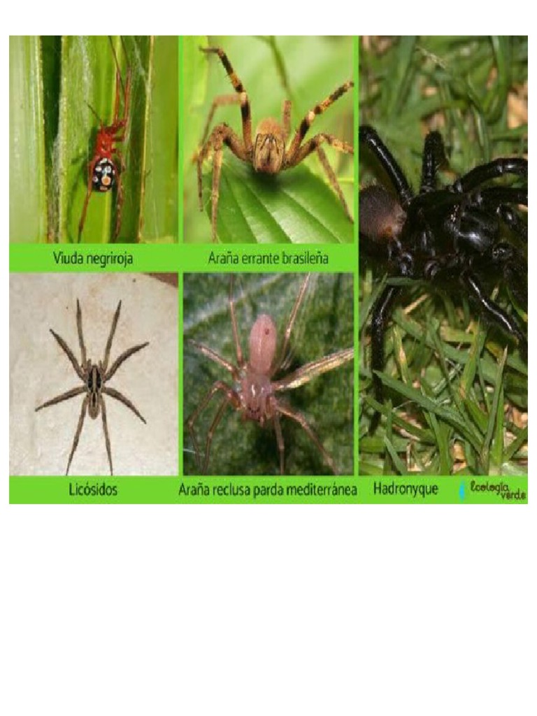 arañas venenosas | PDF