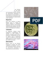 Bacillus Cereus 12