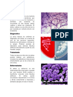 Bacillus Anthracis 12