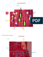 Parcial Micro de Latifoliadas