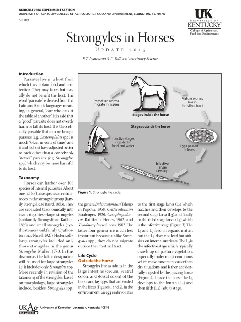 Strongyles in Horses PDF Medical Specialties