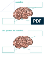 Las Partes Del Cerebro