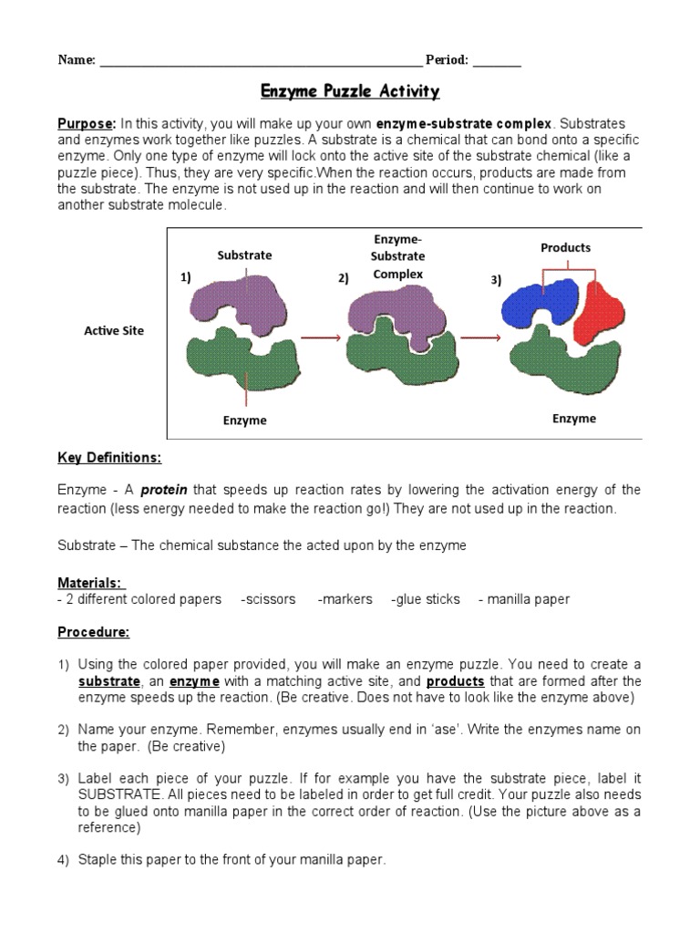 Enzyme Puzzle Activity Guide | PDF