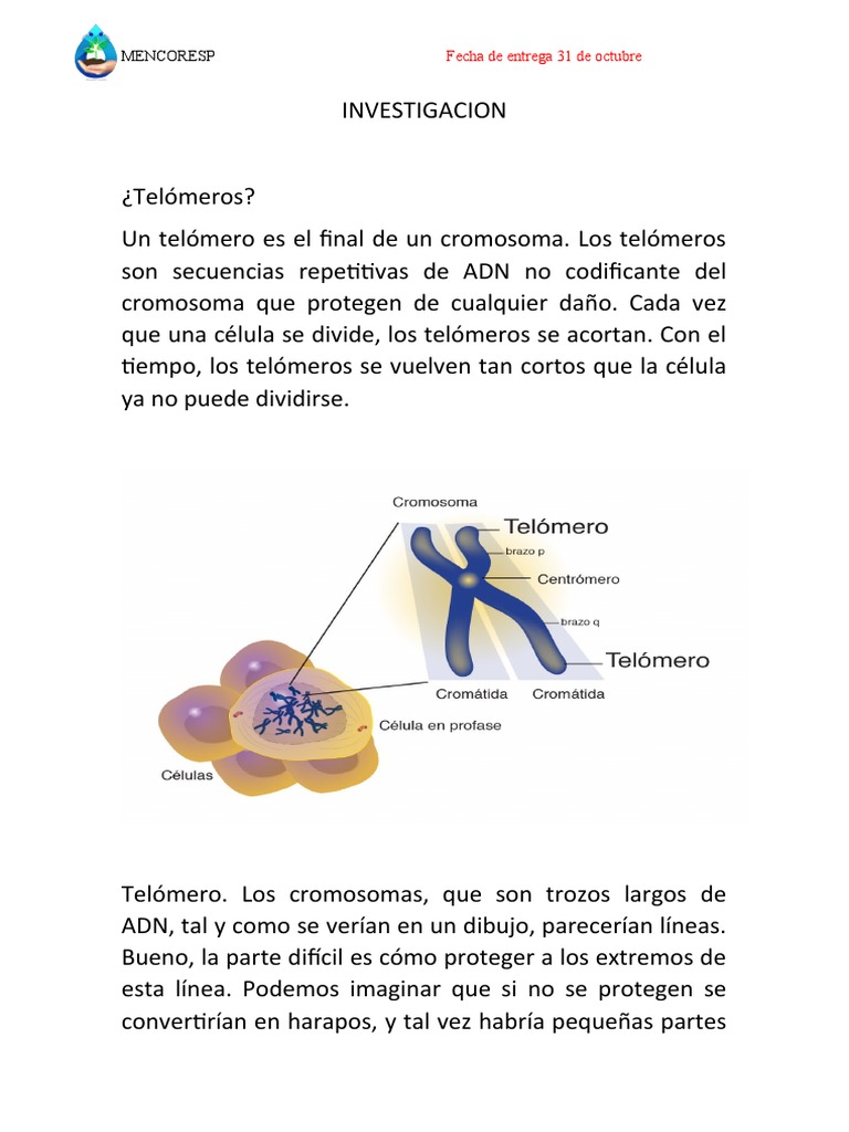 Telómeros: Protección y Regeneración | PDF | Telómero | Adn