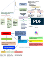 Mielencefalo o Bulbo Raquideo Diapositiva