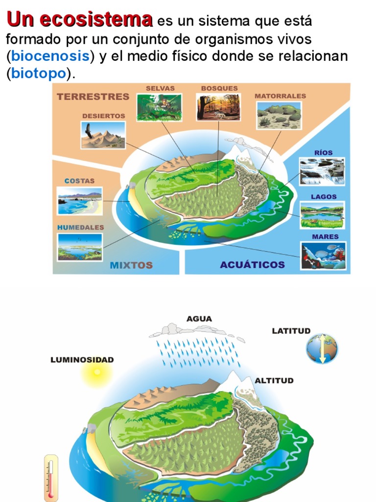 Ecologia Tema 6 2023 Resumido | PDF | Ecosistema | Hoja