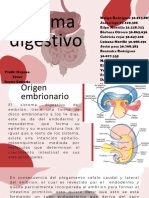 Anatomía Sistema Digestivo Grupo 2