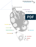 Gametogenesis - Desarrollo Embrionario - ASRC