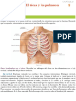 El Torax y Los Pulmones Anatomia y Fisio